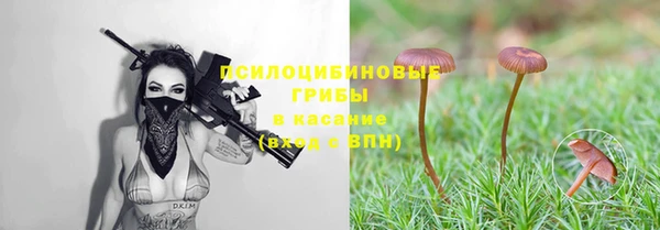шишки Осинники